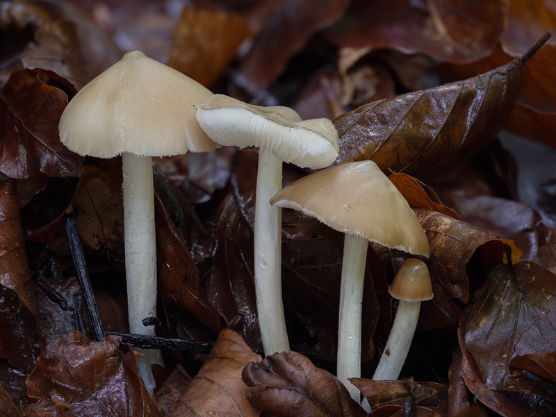 Hydropus subalpinus